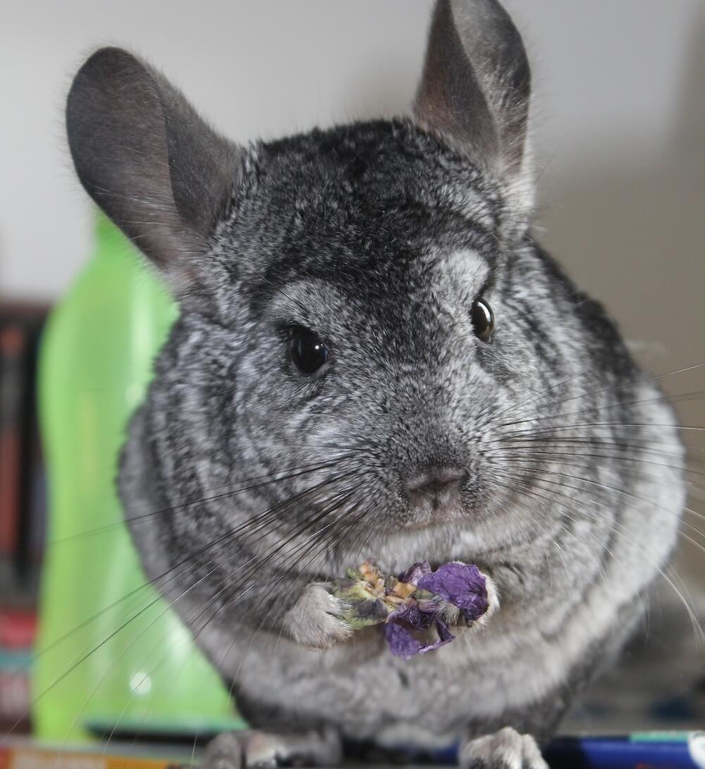 Do Chinchillas Pee
